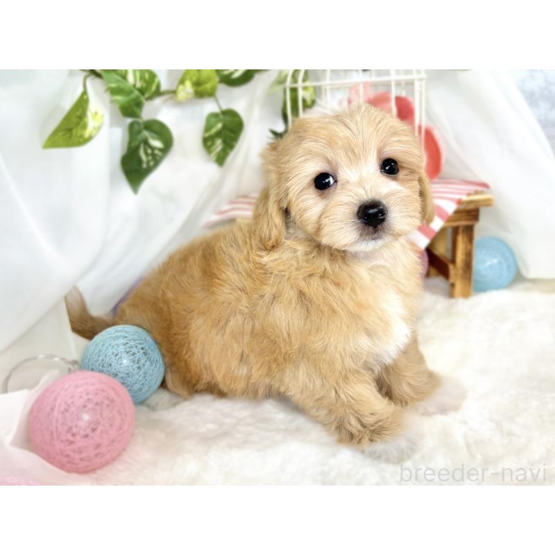 成約済の滋賀県のマルプー:マルチーズ×トイプードル-408970の3枚目